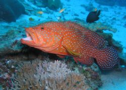 Coral Grouper - Similan Islands, Thailand. Taken with Oly... by Andrew Gottscho 